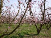 Flor de fruto Lleida